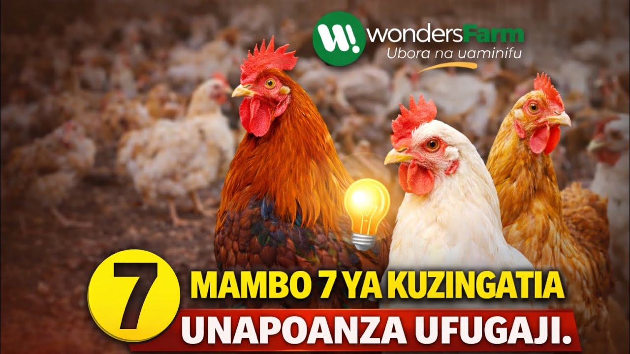 UNATAKA KUANZA UFUGAJI WENYE TIJA? | Haya hapa mambo 7 ya kuzingatia | Wonders Farm Tz 
