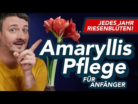 Video: Amaryllis-Gartenpflege: Tipps zum Pflanzen von Amaryllis im Freien