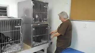 Black kitten reacts to being adopted :) :)