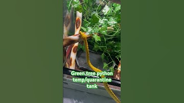 Green tree python setup!