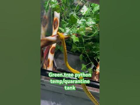 Green tree python setup! - YouTube