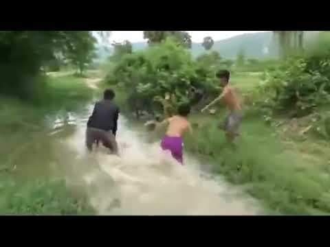 Ular Sawa - YouTube