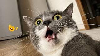 Funny Cat Compilation 😂 Cats Doing Dumb Things And Making Everyone Laugh #3 screenshot 2