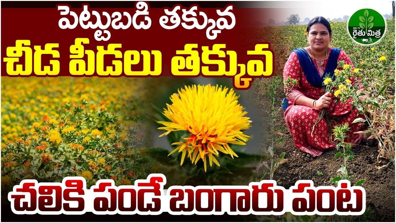 రెండేకరాల్లో కుసుమ సాగు | Safflower Cultivation | Huge Profit Earning With Kusuma Farming | BIG TV