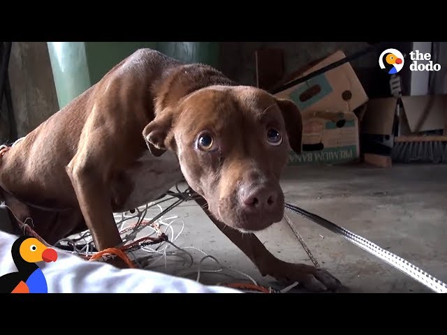 This Stray Pittie Just Made The Most Amazing Transformation | The Dodo
