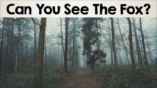 Nobody Can See All The Hidden Animals । Optical Illusions । Brain Teasers [#2]