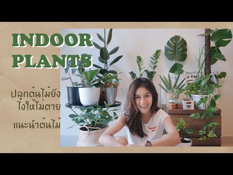 Indoor Plants | ปลูกต้นไม้ในบ้านยังไงให้ไม่ตาย , แนะนำต้นไม้ปลูกง่าย เลี้ยงง่าย ตายยาก ไม้ฟอกอากาศ