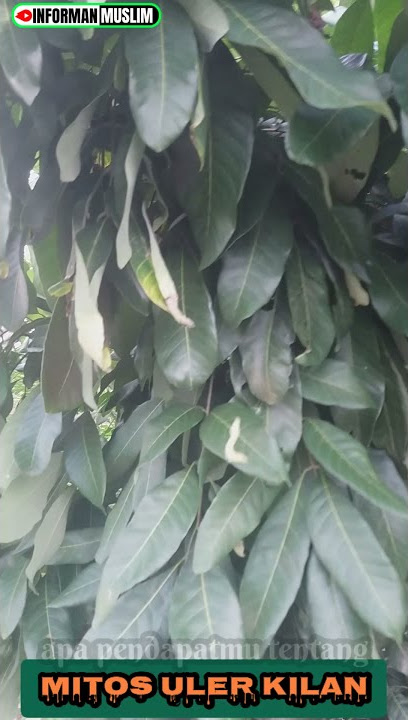 MITOS ULER KILAN / ULAT JENGKAL