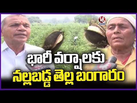 Cotton Crop Turns Black Due to Continuous Rain From Last 2 Months In Adilabad  | V6 News - V6NEWSTELUGU