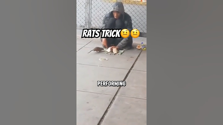 Rescued Rats Perform Tricks Better Than Dogs! 🐀✨
