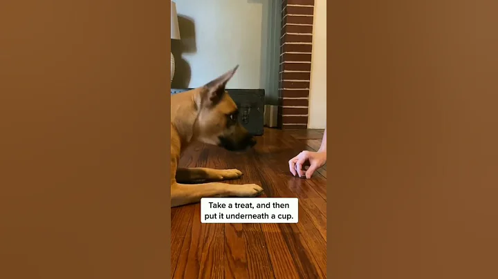 How to test my dog’s IQ | How smart is my dog😂🐶