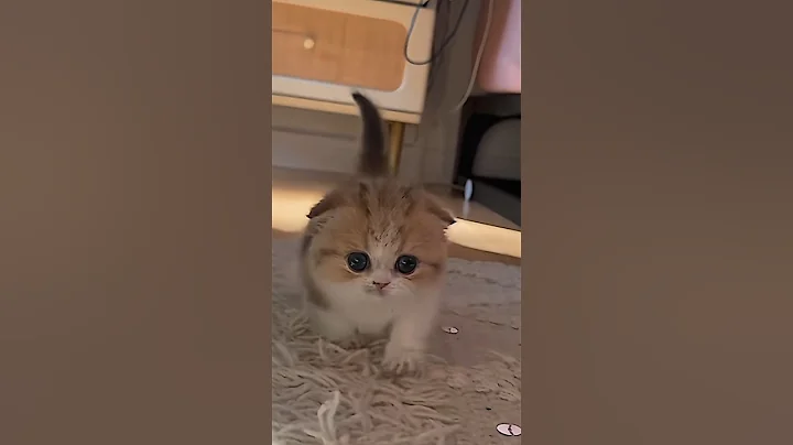 Video 9446971: cats kucing pets catlover, cats pet catlover cutecat, pets animals catlover cutecat, pets cutecat funny kucing