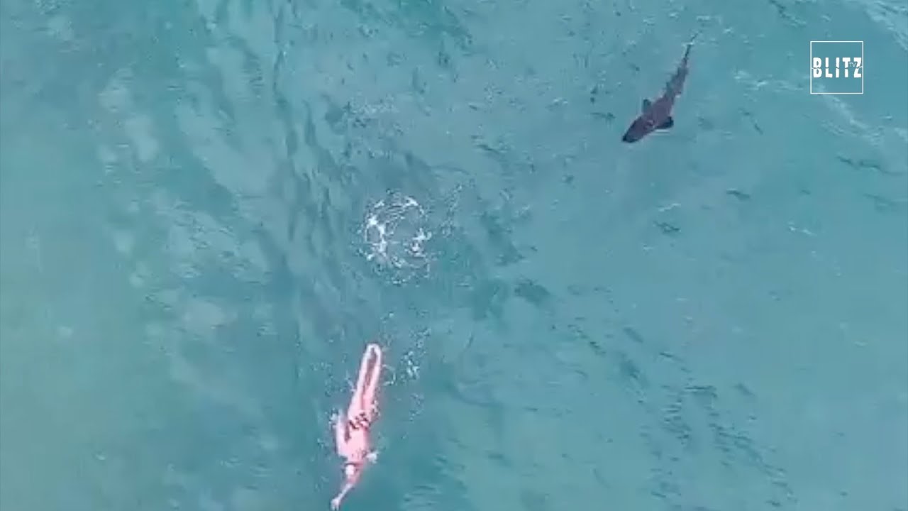 Australia, la nuotata da incubo con lo squalo alle spalle - YouTube