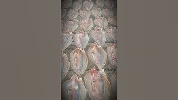 Khô Cá Ngát Mặn Vừa Ăn Lớn 120/1kg Trung 100/1kg Khách Mua Lh Zalo E 0921765878 Hàng Chuẩn Dân Biển