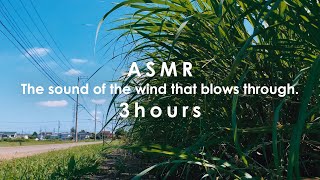 ASMR 睡眠 | お昼寝するための爽やかな風の音 | 3時間 | wind sound