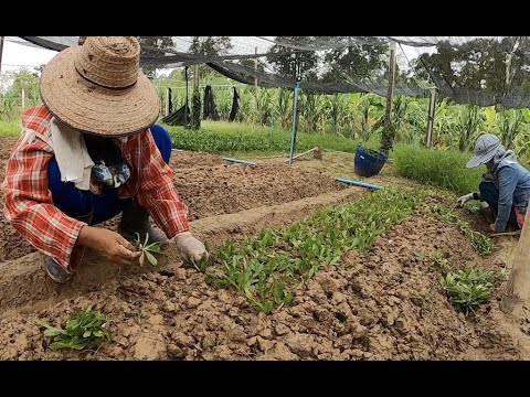 วีดีโอ: วิธีการเอาพืชผักชีฝรั่งออกจากแปลง?