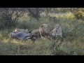 Lion Kill 2 - Blue Canyon Conservancy