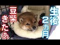 生後2ヶ月の豆柴が我が家にやって来た #1