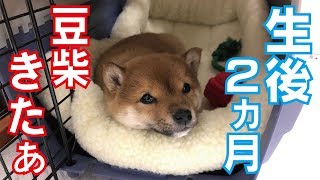 生後2ヶ月の豆柴が我が家にやって来た #1