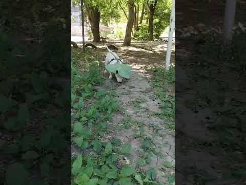 Минибуль в Прикольной Шляпе! #shorts #щенок #миниатюрныйбультерьер
