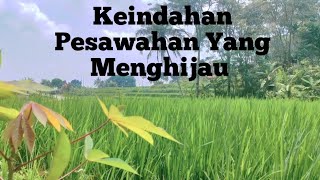 Suasana Syahdunya Pesawahan yang Menghijau