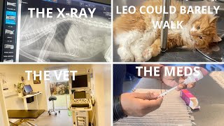 Emergency Vet Visit The X-Ray Diagnosis Chitchat What To Eat After All The Drama