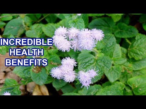 Amazing Herbal Plant - Incredible Health Benefits of Whiteweed