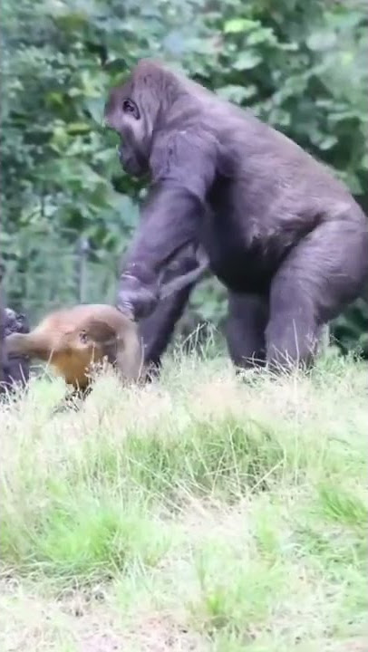 Monkey vs gorilla