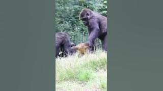 Monkey vs gorilla