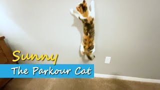 Sunny  The Parkour Cat # Cat