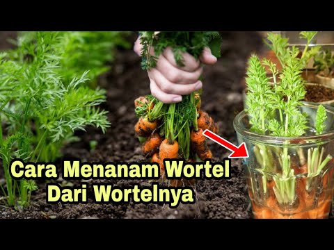 Cara Menanam Wortel Dari Wortel - Youtube