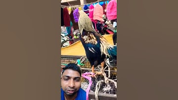 #food #streetfood #chicken #foodie #viral short video #youtube studio reel #