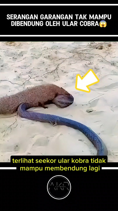 COBRA VS GARANGAN⁉️😱#shorts