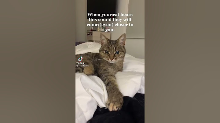 Fais écouter ce son à ton chat￼ (Make your cat listen to this sound) 🐱🐈😸