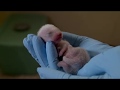 view Black-footed Ferret ZivaDee Gives Birth to One Kit at the Smithsonian Conservation Biology Institute digital asset number 1