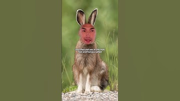 The tale of the tortoise and the hare but the aftermath...