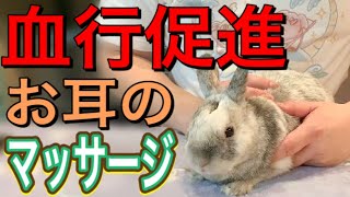 うさぎちゃんが体調不良になる原因ってなに できる事って うさぎのリゾート Otomari 二子玉川 うさぎちゃんが体調不良になる原因ってなに できる事って うさぎのリゾート Otomari 二子玉川