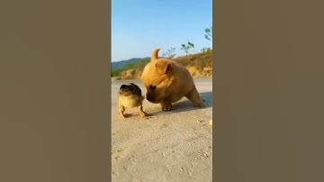cute puppy playing with chick | dogs and chicks videos | cute puppy videos