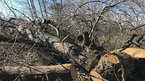 Enhancing habitat at Barber Park