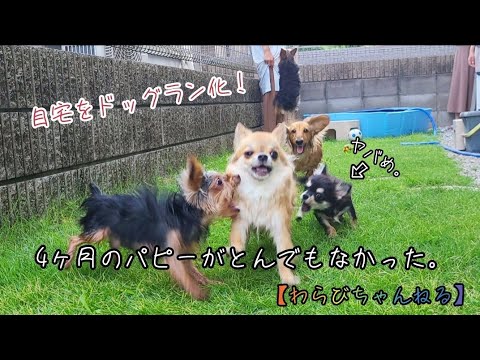 自宅をドッグラン化！プール有り！芝生、エアコン完備！パピーが無双してます【わらびちゃんねる】
