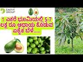 Butter Fruit 7lakh per acre..!!!! Extremely High Profits |