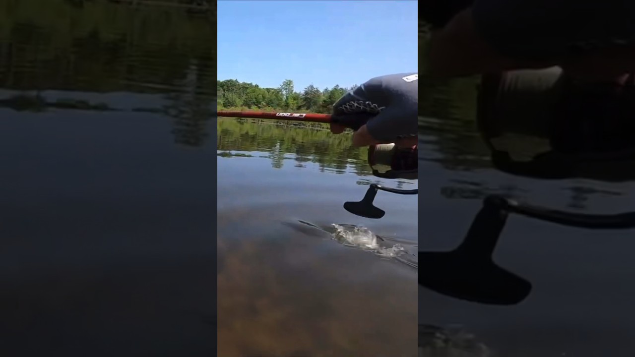 Hooked a northern pike on 6 pound line and a wacky rig! pike 
