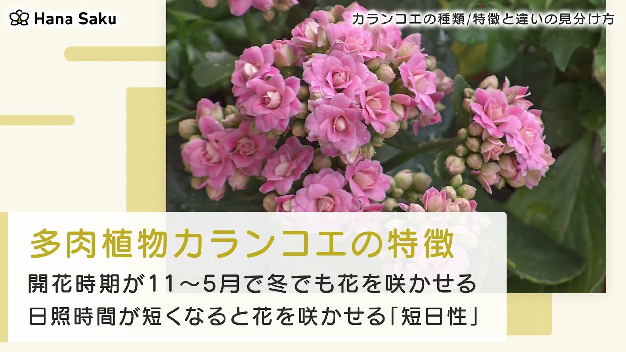 多肉植物カランコエの種類 品種18選 特徴と違いの見分け方も紹介 Hanasaku