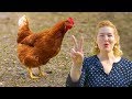 2 Weird Things All Chickens Do