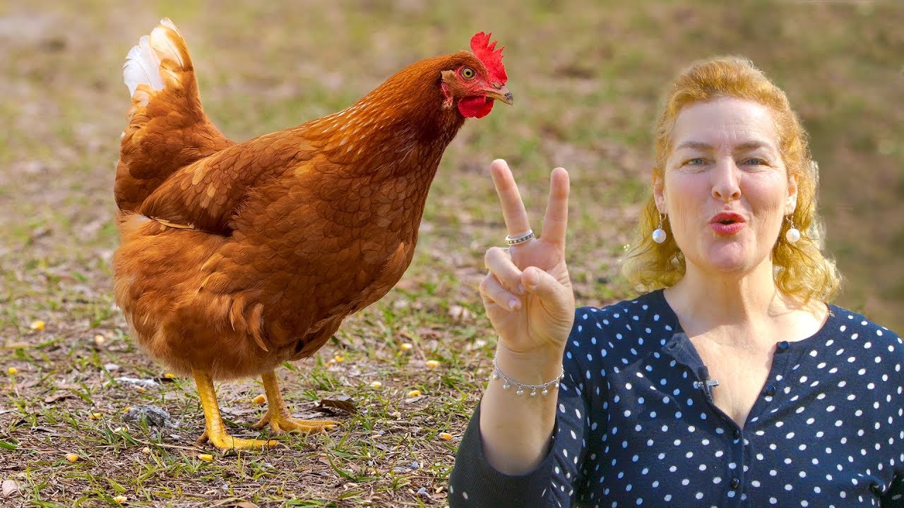 2 Weird Things All Chickens Do YouTube