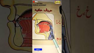 Aeen ع kesy Ada karty hain ❓ #tajweed #shorts #nooraniqaida