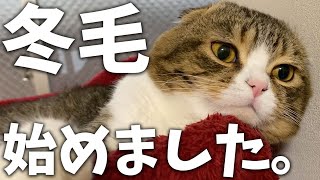 【猫】冬毛に変わりました。