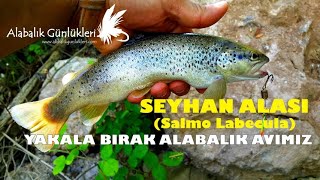 Derede Kırmızı Benekli Alabalık Avı Seyhan Alası Salmo Labecula Trout Fishing