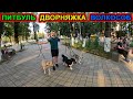 ПЕРВАЯ ПРОГУЛКА С БАНДОЙ ПО ГОРОДУ !!! Волчонок Луна/Питбуль Кими/Дворянин Колобок.