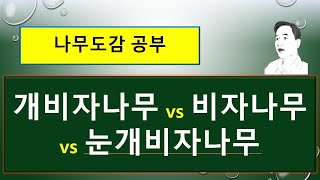 Japanese Yew vs. Korean Nut Pine vs. Spreading Yew: What Are the Differences? screenshot 5